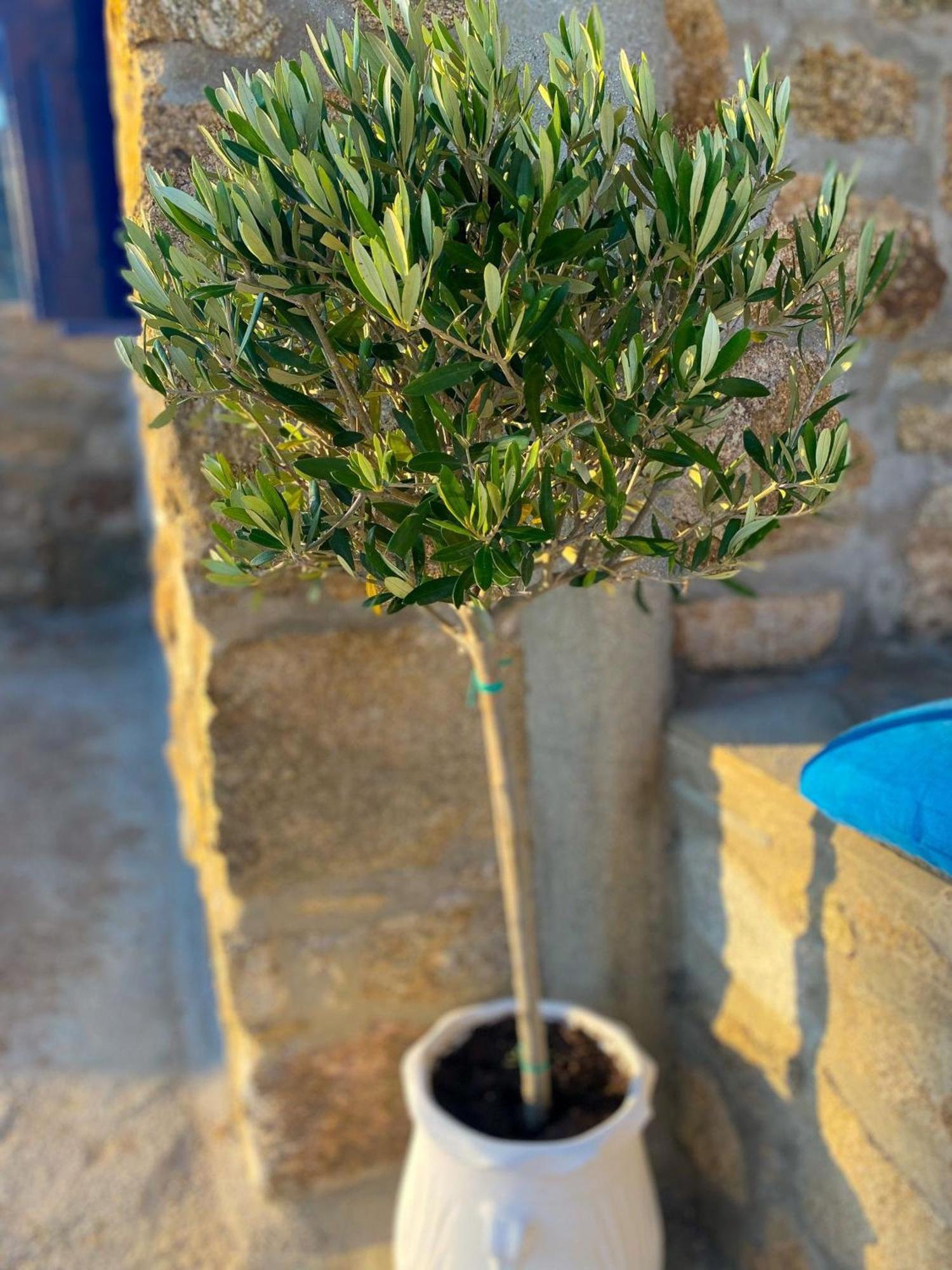 Naira Family Suites Mykonos Mykonos Town Εξωτερικό φωτογραφία