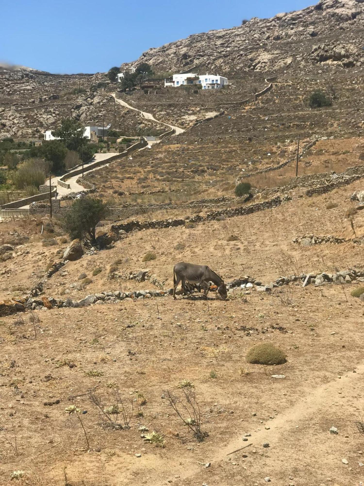 Naira Family Suites Mykonos Mykonos Town Εξωτερικό φωτογραφία